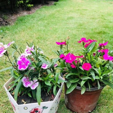 میخک گیاهی با رنگ‌های زیبا برای دکور منزل