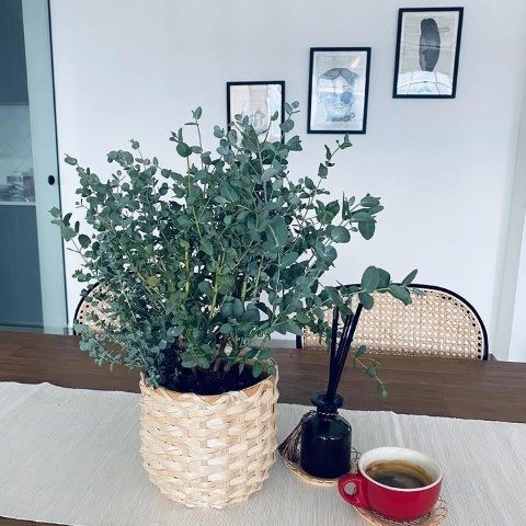 گیاه اکالیپتوس مناسب برای فضای رستوران‌های باز