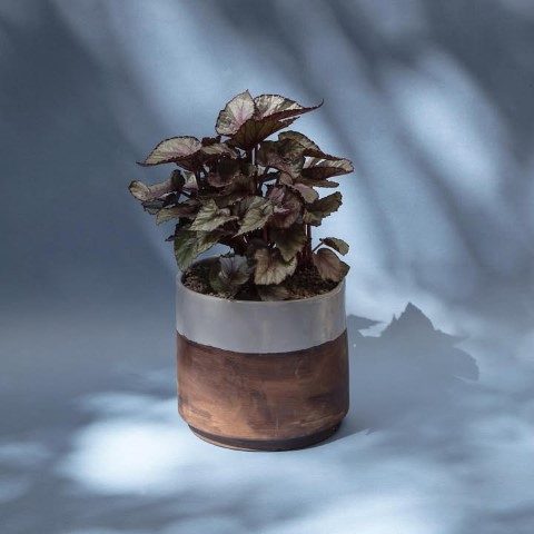 بگونیا رکس برای استفاده در فضای سبز مراکز فرهنگی