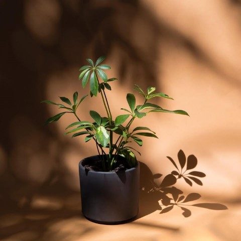 گیاه شفلرا مناسب برای تراس