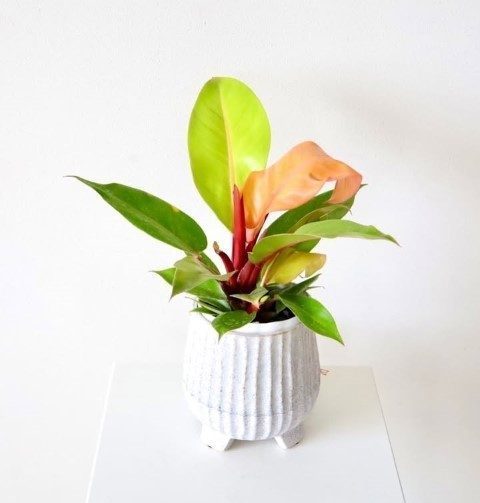 استفاده از فیلودندرون شاهزاده در فضاهای گرم و مرطوب