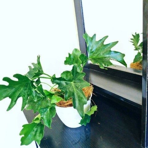 فیلودندرون برگ انجیری مناسب برای فضاهای کم نور