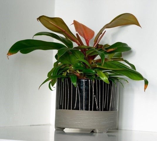 فیلودندرون شاهزاده برای طراحی فضای کار
