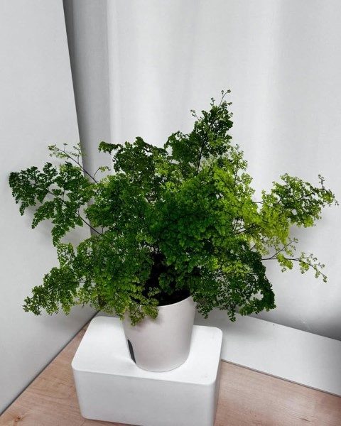 پرسیاوشان مناسب برای طراحی فضای سبز در مراکز خرید