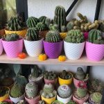 خرید اینترنتی کاکتوس برای فضای آشپزخانه