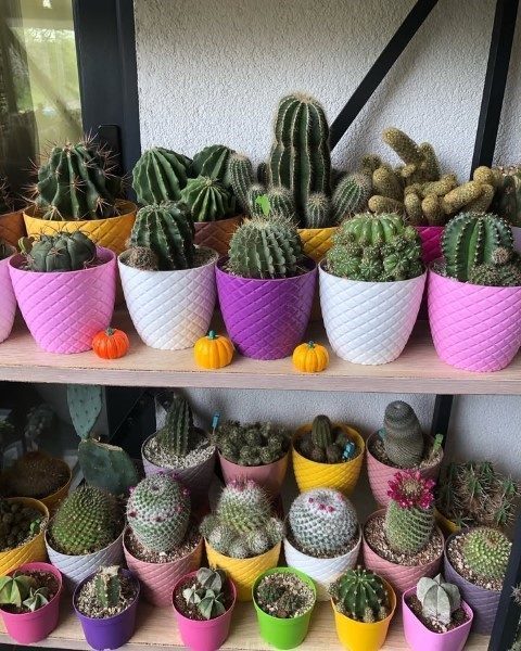 خرید اینترنتی کاکتوس برای فضای آشپزخانه