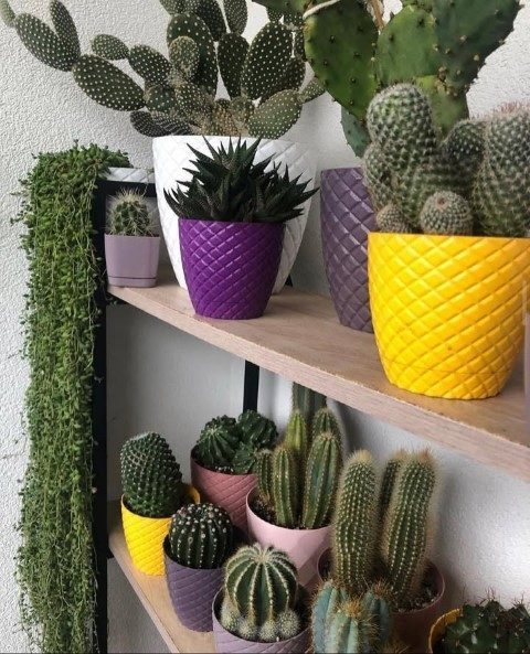 سفارش آنلاین کاکتوس برای فضای مدرن آپارتمان