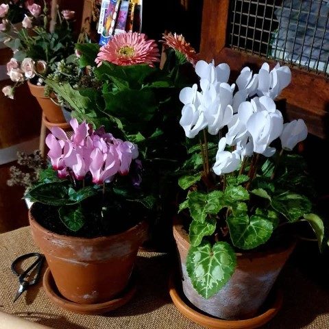 سفارش گل نگون‌سار برای جشن‌های خانوادگی