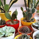 خرید اینترنتی کاکتوس برای دکوراسیون تراس