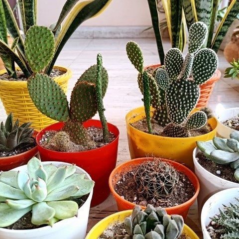 خرید اینترنتی کاکتوس برای دکوراسیون تراس