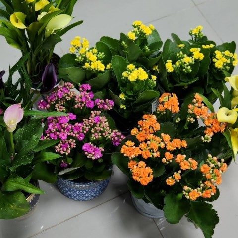 گیاه کالانکوئه برای اتاق نشیمن