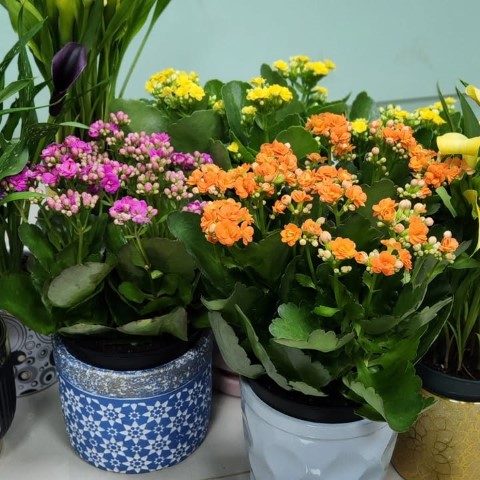 کالانکوئه گیاه مناسب برای دکور اتاق خواب