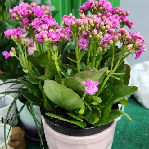 خرید کالانکوئه برای استفاده در گلخانه‌های کوچک