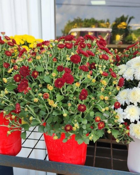 گل داوودی برای تزئین محوطه دانشگاه