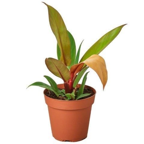 خرید فیلودندرون شاهزاده برای تزئین ورودی خانه