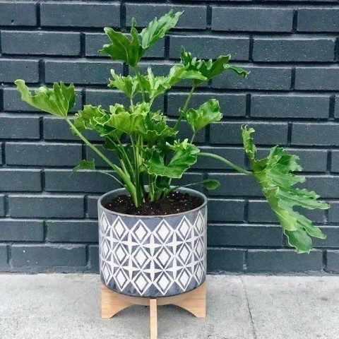 خرید فیلودندرون برگ انجیری برای طراحی فضای داخلی ویلا