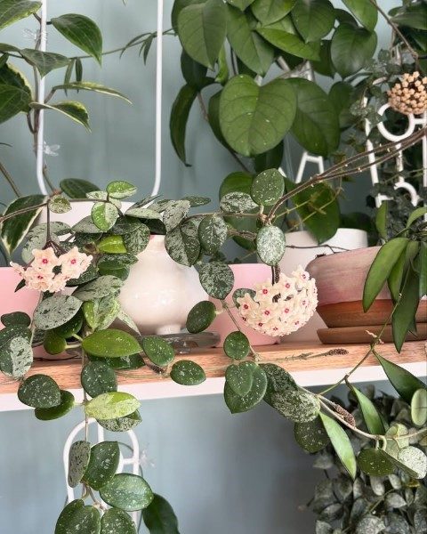 گیاه شمعی برای محیط‌های مرطوب