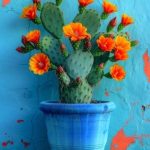 سفارش کاکتوس برای زیباسازی محیط‌های تجاری و فروشگاهی