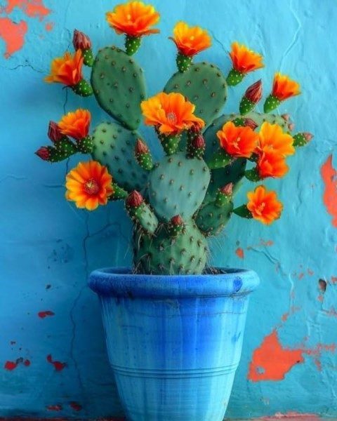 سفارش کاکتوس برای زیباسازی محیط‌های تجاری و فروشگاهی