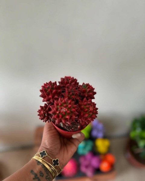 کاکتوس برای تزئین میز کار در دفتر اداری