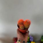 خرید اینترنتی کاکتوس برای دکوراسیون داخلی خانه‌های کوچک