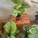 کالاتیا اوربیفولیا مناسب برای طراحی داخلی سالن زیبایی