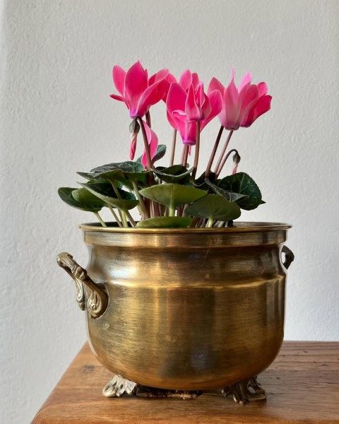 گل نگون‌سار: گل مناسب برای فضای کم‌نور