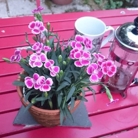 میخک گیاهی برای تزئین فضاهای داخلی