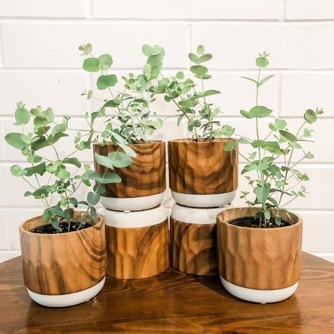 گیاه اکالیپتوس برای ایجاد محیطی شاداب و طبیعی