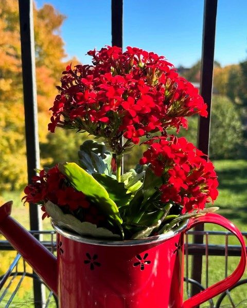 کالانکوئه گیاهی زیبا برای تزئین بالکن