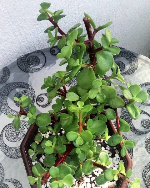 خرید کراسولا خرفه‌ای برای تزئین فضای کافه‌ها و رستوران‌ها