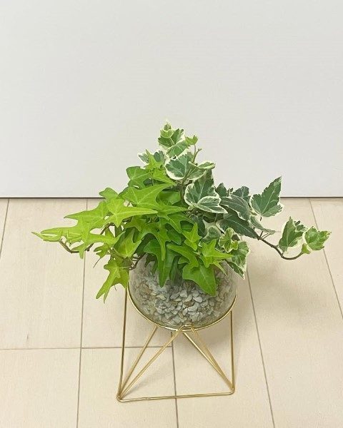 پاپیتال مناسب برای استفاده در طراحی فضای سبز باغچه‌های منزل