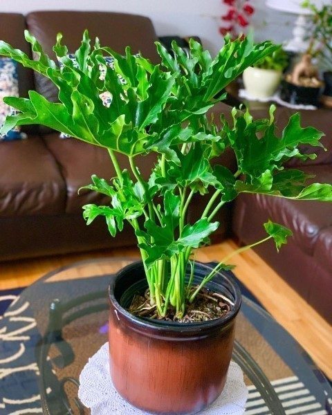 فیلودندرون برگ انجیری برای استفاده در فضای پذیرایی