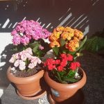 خرید کالانکوئه برای فضای سبز داخل منزل