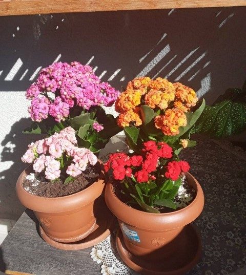 خرید کالانکوئه برای فضای سبز داخل منزل