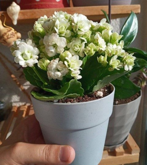 گیاه کالانکوئه برای استفاده در طراحی فضاهای سبز