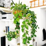 فیلودندرون برگ قلبی برای تزئین اتاق‌های پذیرایی