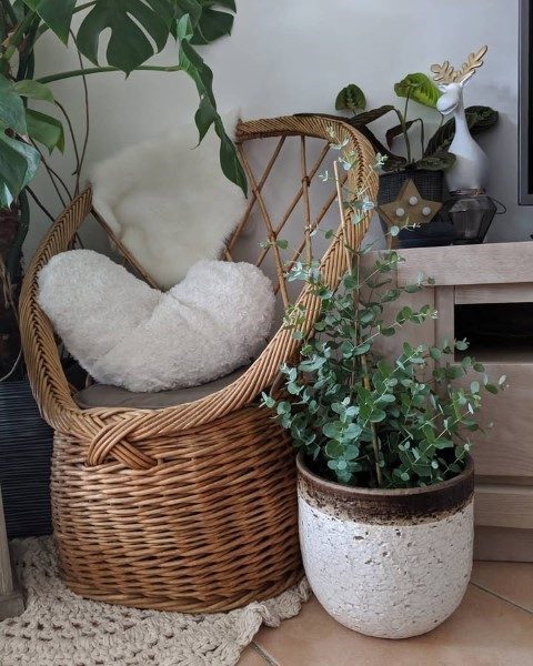 سفارش گیاه اکالیپتوس برای تزئین فضای پذیرایی