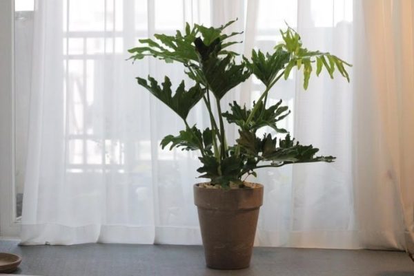 خرید فیلودندرون برگ انجیری برای فضاهای آموزشی
