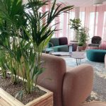نخل بهشتی مناسب برای دکوراسیون محل‌های ورزشی