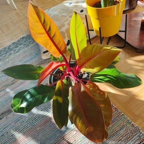 فیلودندرون شاهزاده برای فضای تجاری و اداری