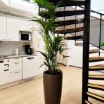 خرید نخل بهشتی برای دکوراسیون اداری