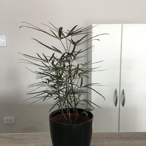 خرید گیاه آرالیا دروغین برای فضاهای سبز در رستوران‌ها