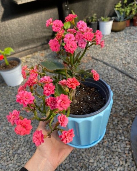خرید کالانکوئه برای فضای سبز پشت پنجره