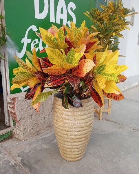 گیاه کروتون برای محیط‌های کوچک