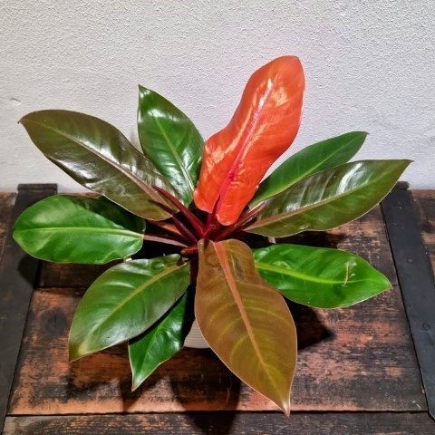 خرید فیلودندرون شاهزاده برای طراحی فضای سبز داخلی خانه