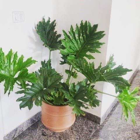 خرید فیلودندرون برگ انجیری برای طراحی فضای بیرونی
