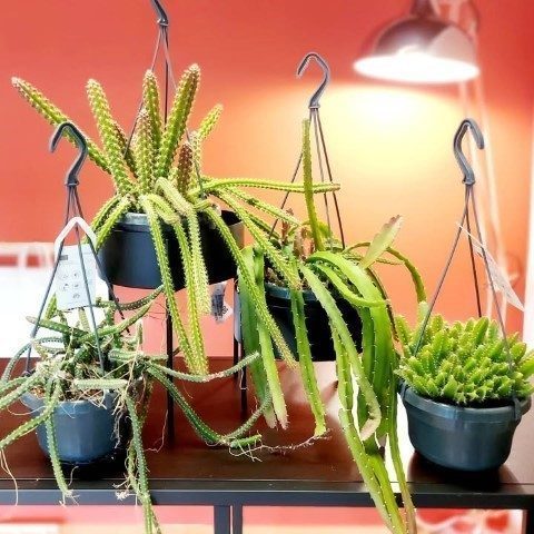 خرید کاکتوس هنگینگ برای طراحی داخلی کافی‌شاپ