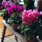 نگهداری گل سیکلامن در خانه‌های مدرن
