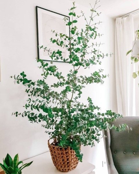 خرید گیاه اکالیپتوس برای طراحی دکوراسیون مطب پزشکان